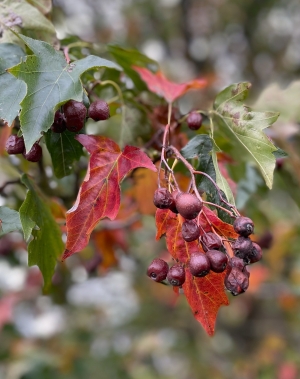 Wild service tree fruit